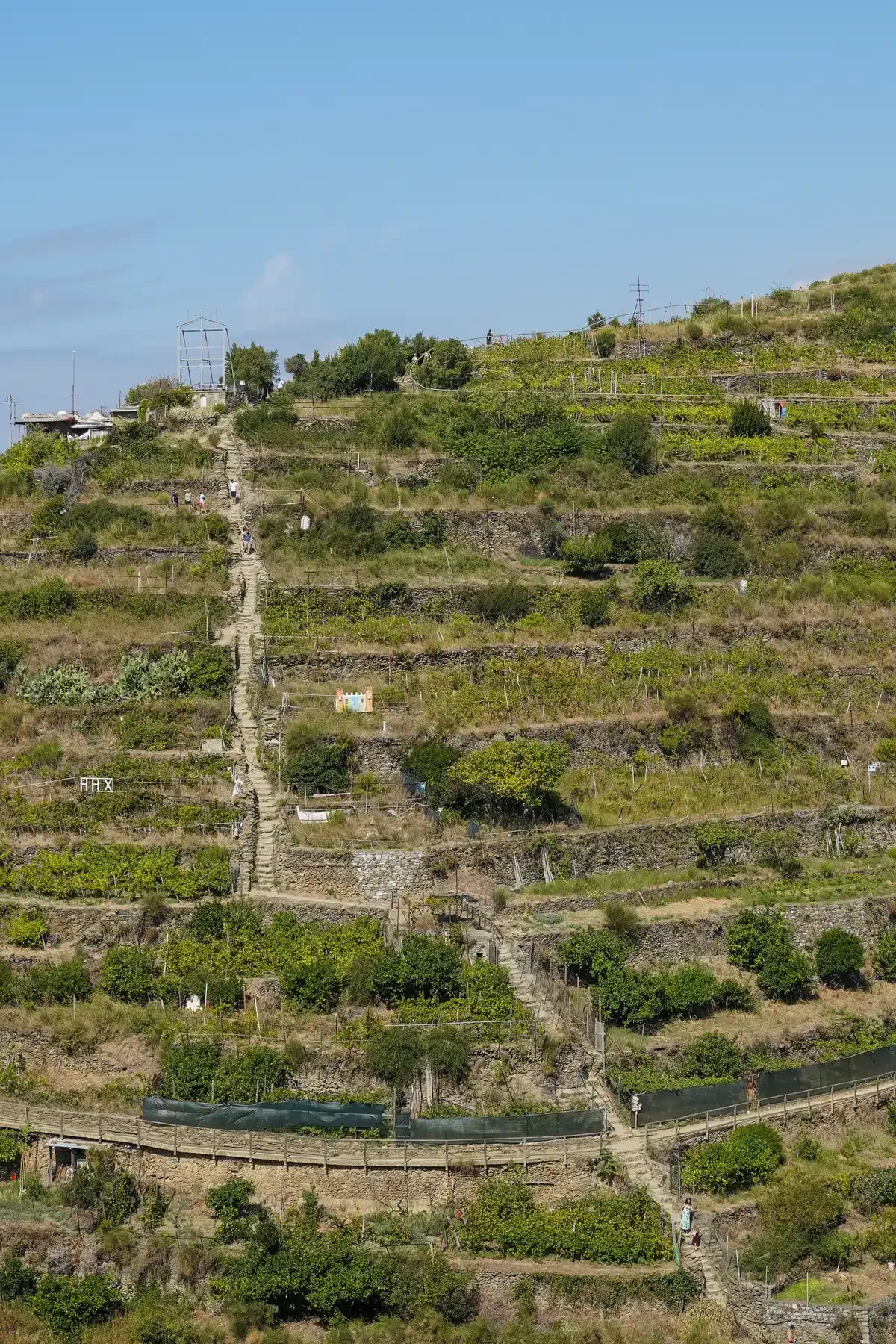 Hiker climbing trail 502 through terraced vineyards between Manarola and Volastra above the Cinque Terre coast, Italy