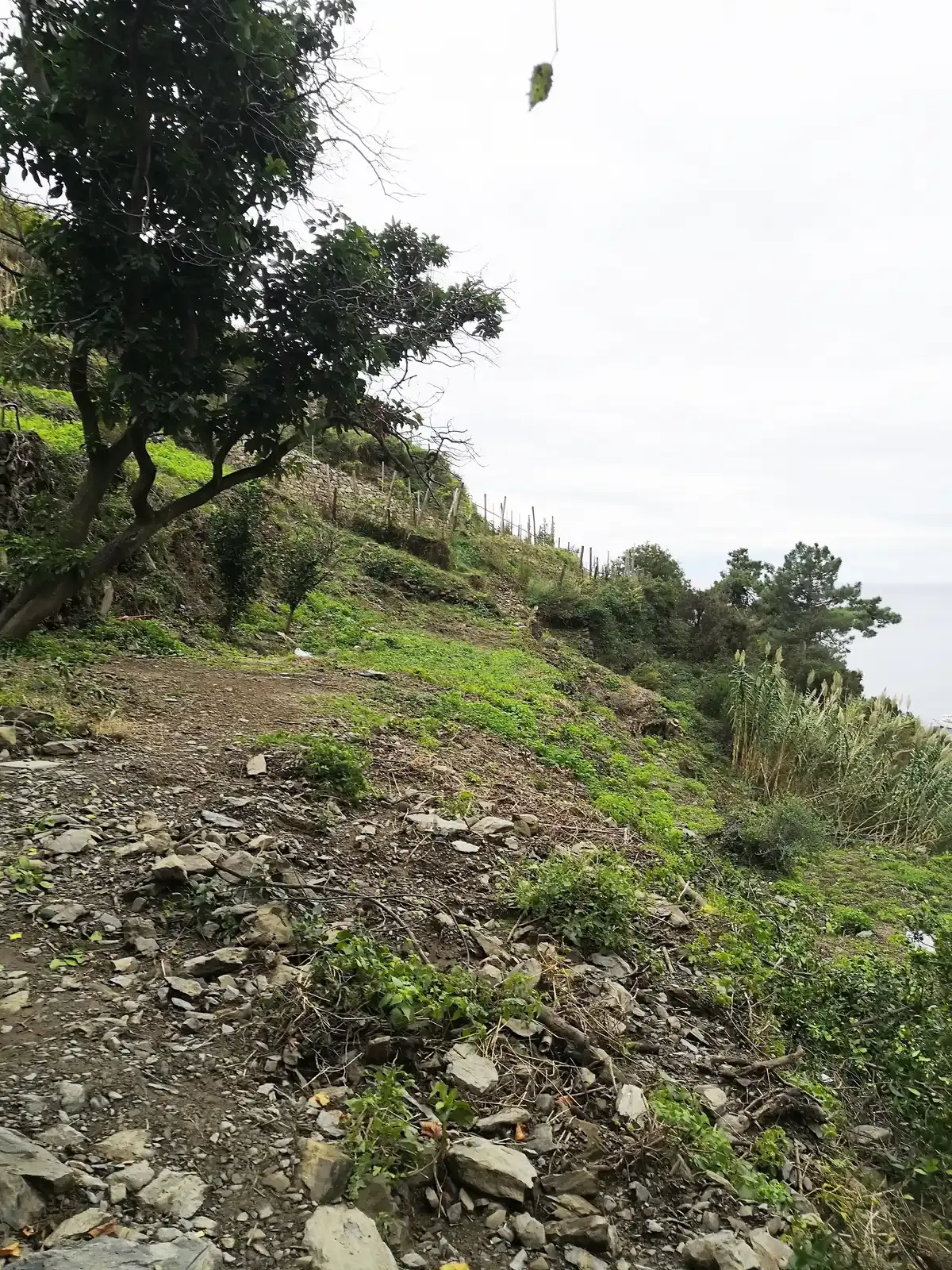 Terraced vineyards along the hiking trail between Monterosso al Mare and Vernazza, Cinque Terre, Italy
