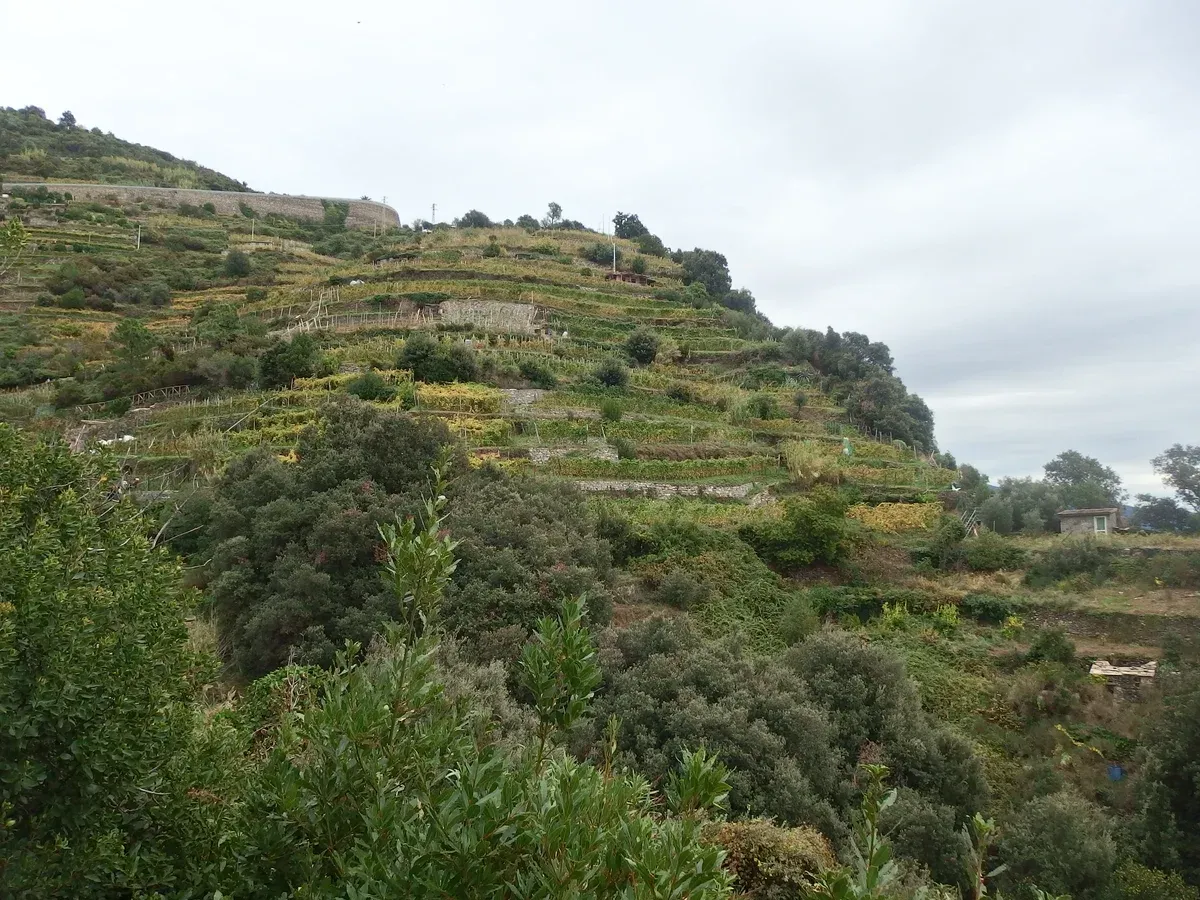 Vineyard terraces above the coastal hiking trail from Monterosso al Mare to Vernazza in Cinque Terre, Italy